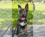 Small American Staffordshire Terrier Mix