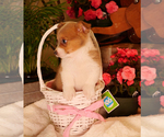 Small #1 Pembroke Welsh Corgi