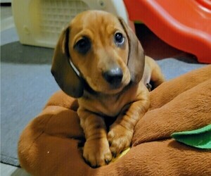 Medium Dachshund