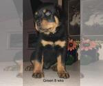 Small Photo #2 Rottweiler Puppy For Sale in VICTORVILLE, CA, USA