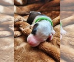 Small #1 Sheepadoodle