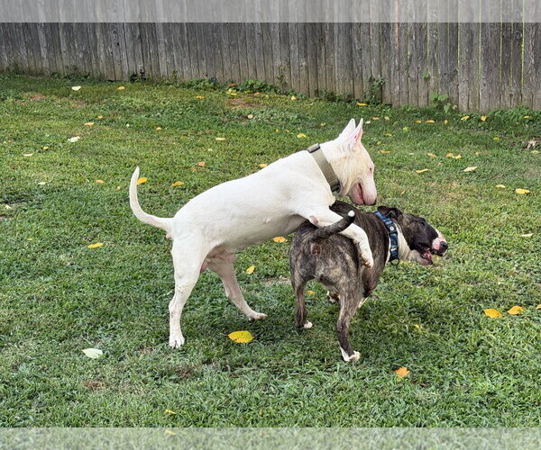 Medium Photo #3 Bull Terrier Puppy For Sale in Landenberg, PA, USA