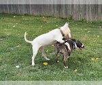 Small #2 Bull Terrier