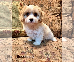 Cavalier King Charles Spaniel-Poodle (Toy) Mix Puppy for sale in LIBERTY, MS, USA