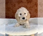 Small #13 Goldendoodle