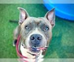 Small American Pit Bull Terrier
