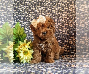 Goldendoodle (Miniature) Puppy for sale in QUARRYVILLE, PA, USA