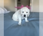 Puppy Clover English Cream Golden Retriever