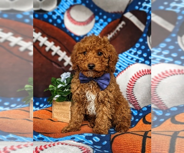 Medium Photo #2 Poodle (Toy) Puppy For Sale in LEOLA, PA, USA