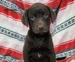 Puppy Hazel Labrador Retriever