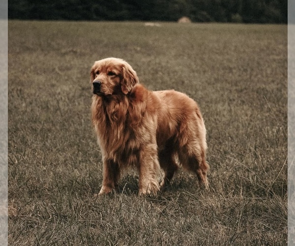 Medium Photo #10 Golden Retriever Puppy For Sale in LILLINGTON, NC, USA