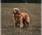 Small #9 Golden Retriever