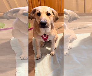 Mutt Dogs for adoption in St. Louis Park, MN, USA