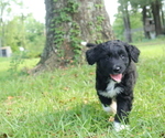 Puppy Cherry Aussiedoodle Miniature 
