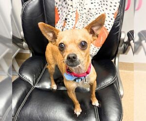 Chihuahua Dogs for adoption in Aurora, CO, USA
