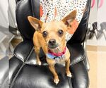JUNKOOG - Male Chihuahua Dog for Adoption - Small photo