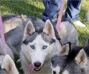 Mother of the Siberian Husky puppies born on 06/01/2021