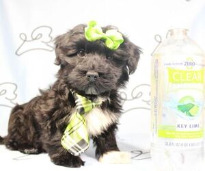 Havanese Puppy for sale in LAS VEGAS, NV, USA