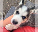 Small #1 Siberian Husky