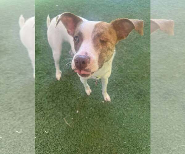 Medium Photo #3 Jack Chi Puppy For Sale in Tempe , AZ, USA