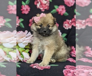 Pomeranian Puppy for sale in CHRISTIANA, PA, USA