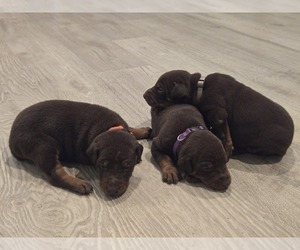 Doberman Pinscher Puppy for Sale in MONROE, North Carolina USA