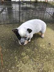 Medium Australian Cattle Dog