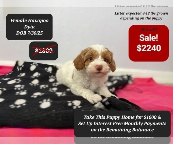 Medium Photo #3 Poovanese Puppy For Sale in TUCSON, AZ, USA