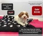 Small #2 Poovanese
