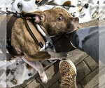Small #3 American Pit Bull Terrier-American Staffordshire Terrier Mix