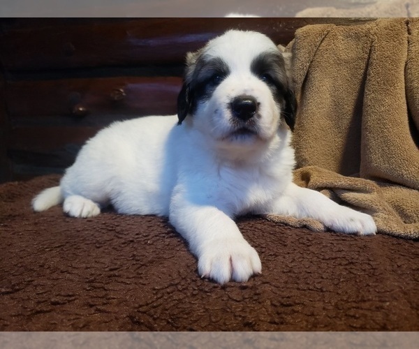 Medium Photo #1469 Anatolian Shepherd-Maremma Sheepdog Mix Puppy For Sale in LECANTO, FL, USA