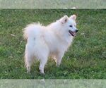 Small Photo #1 Miniature American Eskimo Puppy For Sale in DOWNING, MO, USA