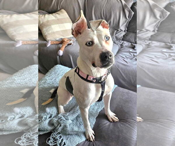 Medium Photo #2 American Pit Bull Terrier-Dalmatian Mix Puppy For Sale in Westmont, IL, USA