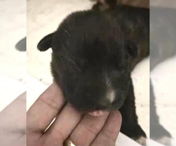 Medium Photo #1 Mutt Puppy For Sale in Houston, TX, USA