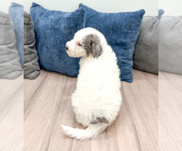 Medium Photo #3 Sheepadoodle Puppy For Sale in MILLERSBURG, OH, USA