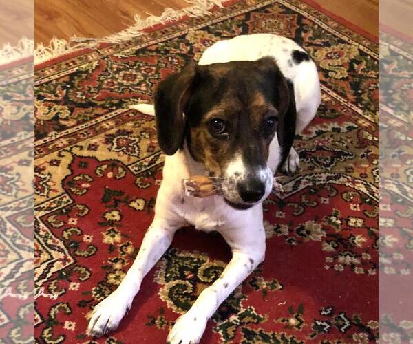 Medium Photo #4 Jack-A-Bee Puppy For Sale in Yardley, PA, USA