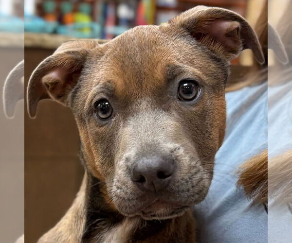 Medium Photo #1 Mutt Puppy For Sale in Jefferson, WI, USA