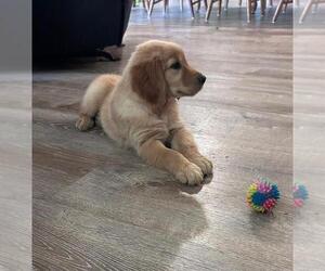 Golden Retriever Puppy for sale in EAST DUBLIN, GA, USA