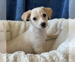 Small #11 Chihuahua-Colonial Cocker Spaniel Mix