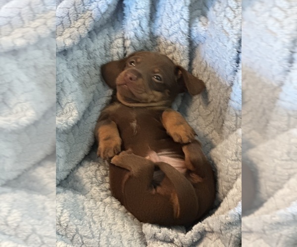 Medium Photo #1 Dachshund Puppy For Sale in MURFREESBORO, TN, USA