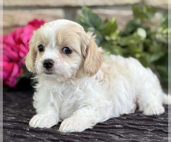 Medium Photo #2 Cav-A-Malt Puppy For Sale in ROCK STREAM, NY, USA