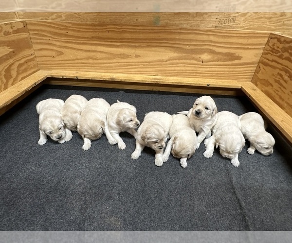 Medium Photo #2 Golden Retriever Puppy For Sale in FAYETTEVILLE, TN, USA
