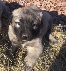 Anatolian Shepherd Puppy for sale in WOODFORD, VA, USA