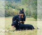Small Photo #1 German Shepherd Dog Puppy For Sale in ALUM RIDGE, VA, USA