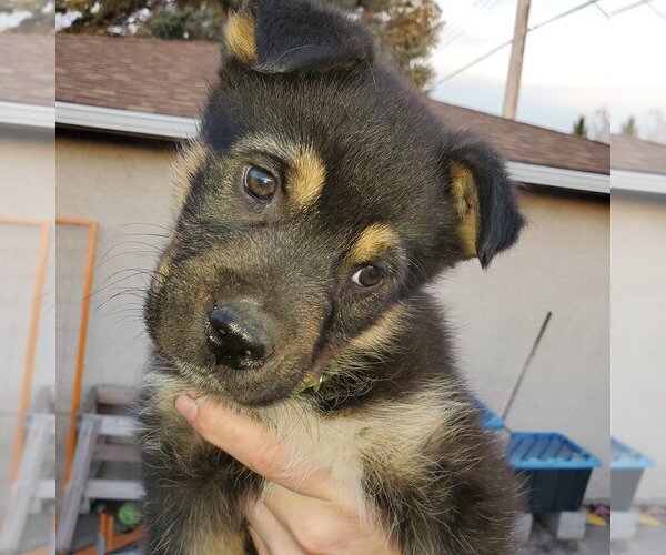 Medium Photo #1 Huskies -Unknown Mix Puppy For Sale in Calgary, Alberta, Canada