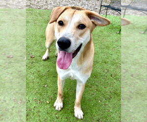 Bunny - Male Labrador Retriever-Unknown Mix Dog for Adoption - Photo #4