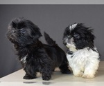 Small Photo #4 Shih Tzu Puppy For Sale in SCOTTSDALE, AZ, USA