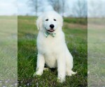 Small Photo #10 Maremma Sheepdog Puppy For Sale in CONWAY, MO, USA