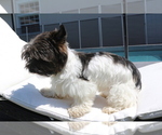 Small Photo #2 Yorkshire Terrier Puppy For Sale in HOLLYWOOD, FL, USA