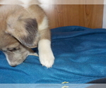 Small Photo #68 Australian Shepherd-Pembroke Welsh Corgi Mix Puppy For Sale in GALLEGOS, NM, USA